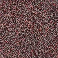 100-black-mustard-seeds-small-kali-sarso-rai-100g-andaristore-original-imagkpjuwvhz3bbf
