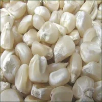 white-corn-600x600